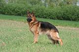 BERGER ALLEMAND 1428